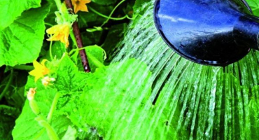 Proč jsou okurky uvnitř prázdné a co s tím dělat